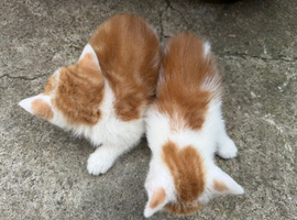 Kittens