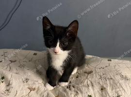 Beautiful Pedigree Kitten (Girl) &ndash; Playful, Litter Trained & Ready for a Loving Home. 3 months old