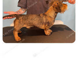 Miniature Wirehaired Dachshund for STUD