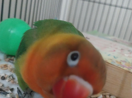 Hand tame love bird