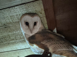 Looking for a male barn owl