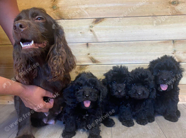 4 cockapoo boys