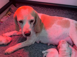2x Female Beagle Puppies available