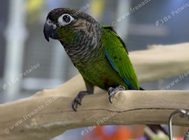 Green cheek conure