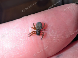 Gandanameno Velvet Spider Babies CB