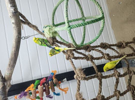 3 little boy budgies