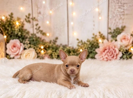 Stunning lilac chihuahua puppy girl.