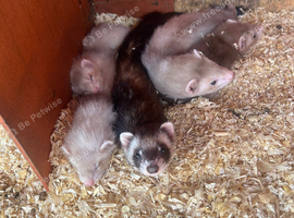 Semi angora ferrets 8 weeks old