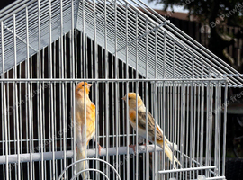 Canaries