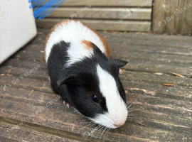 Guinea pigs ready now boys