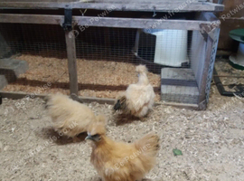 Rare miniature citron Silkie cockerel available