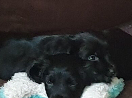 10 week old black Sprocker boy