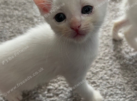 5 Kittens left