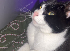 missing tuxedo cat