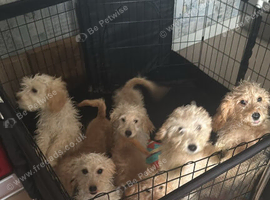 Health clear vax and chipped puppies ready now