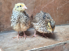 Coturnix Quails 4 weeks old