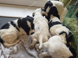 English springer spaniel pups litter of 7
