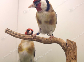 Siberians males with DNA