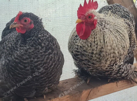 Pekin trio