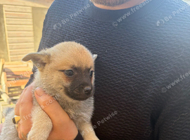 Gorgeous Pomeranian X chiuhuaha