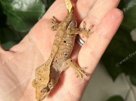 Various Crested Geckos