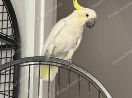 5 year old male
