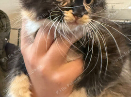 Lovely girl kittens