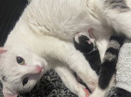 Beautiful kittens for reserve