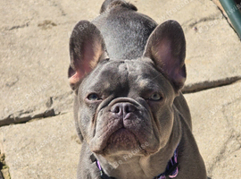 girl Frenchy for sale
