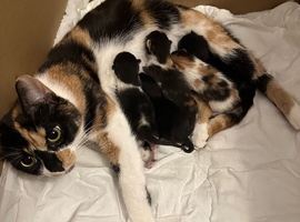 Kittens