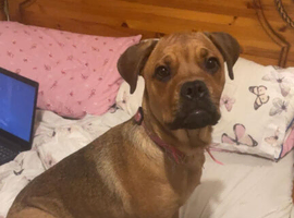 Rottweiler X Cane Corso Puppy For Sale