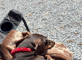 3 Years Old Mini Daschund Girl