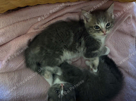 Mitted Ragdoll Cross Kittens - Medium/Long Coated
