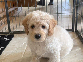 Gorgeous F1B Cockapoo puppies ready now