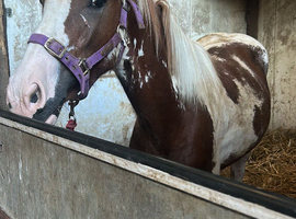 Outstanding yearling gelding