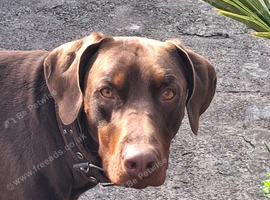 Beautiful natured dobermann