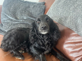 Cocker spaniel puppies