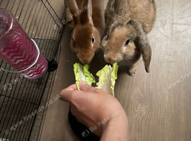 Rabbit
