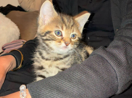 Norweign Tabby kittens