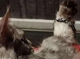 Female mainecoon looking for a home