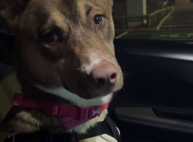 Siberian husky x American bulldog hybrid