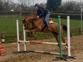 Outstanding Gelding