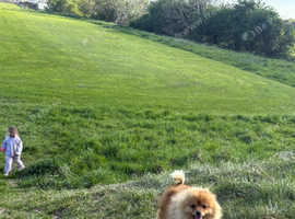 I need a boy for my girl dog I have to dogs for a stud whichever one will suit best