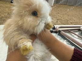 Angora bunnies