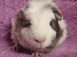 BEAUTIFUL MALE GUINEA PIGS