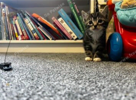 Bengal x Domestic Kitten