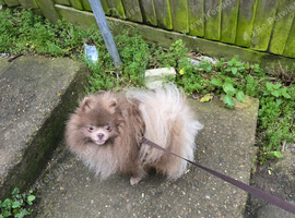 KC lilac young male pomeranian