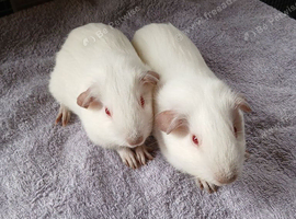 Beautiful Baby Brothers