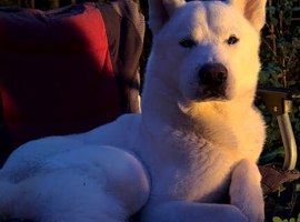 Bear, pure white bi-eyed husky for studd.