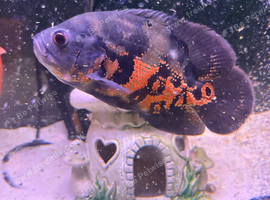 Oscar